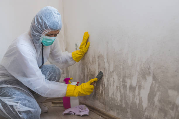 Certified Mold Removal in Malabar, FL