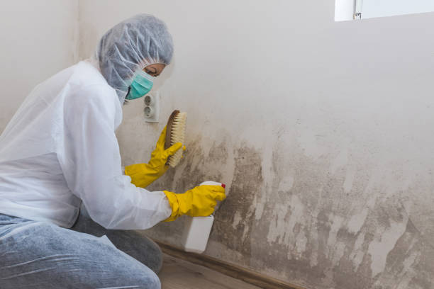 Crawl Space Mold Removal