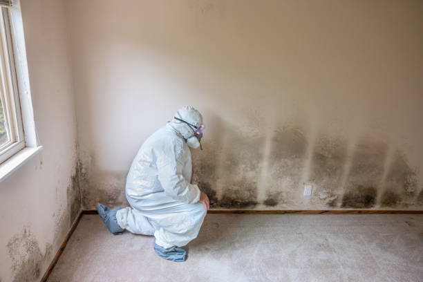 Attic Mold Removal in Malabar, FL
